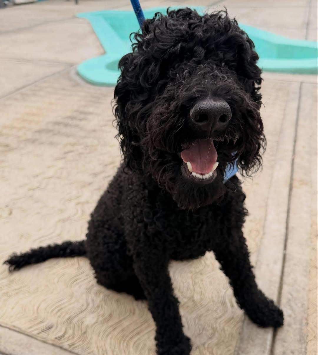 Coco, Brownie (11/14)