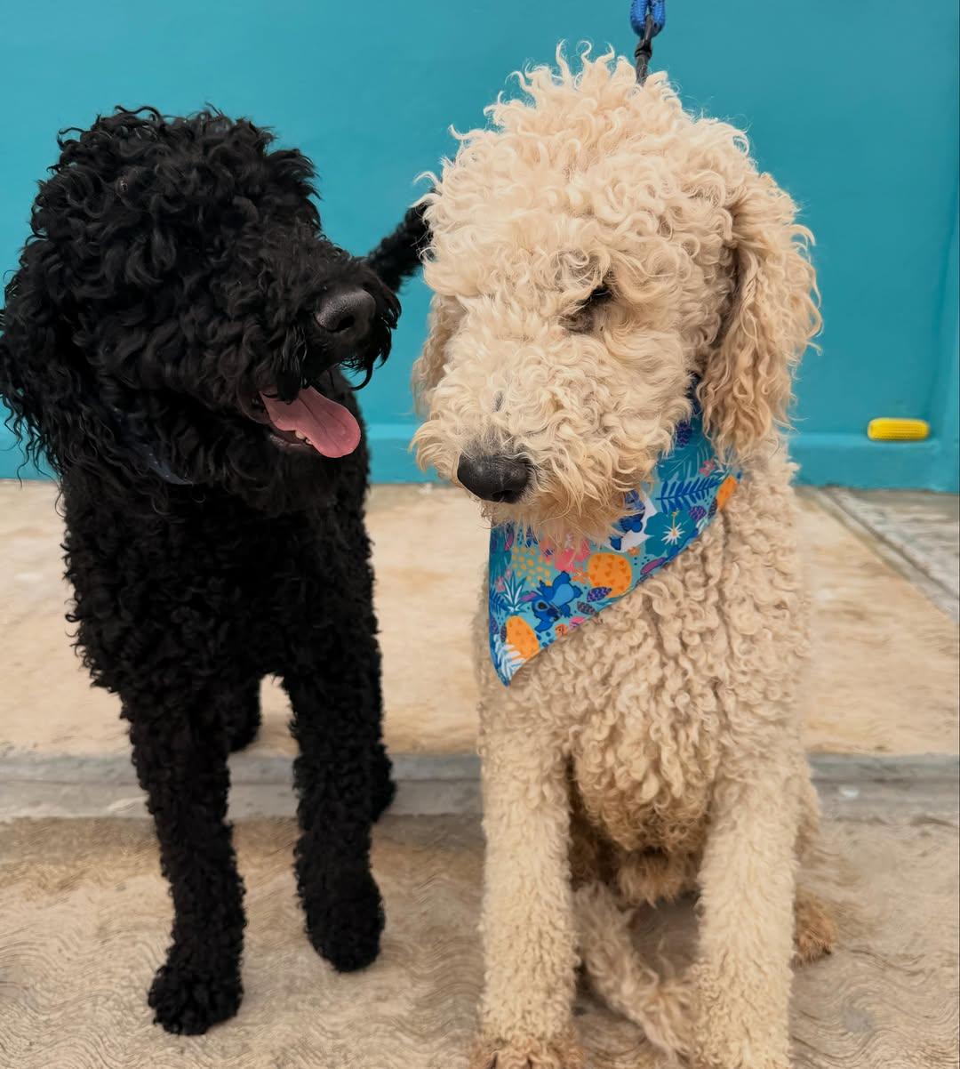 Coco, Brownie (12/14)