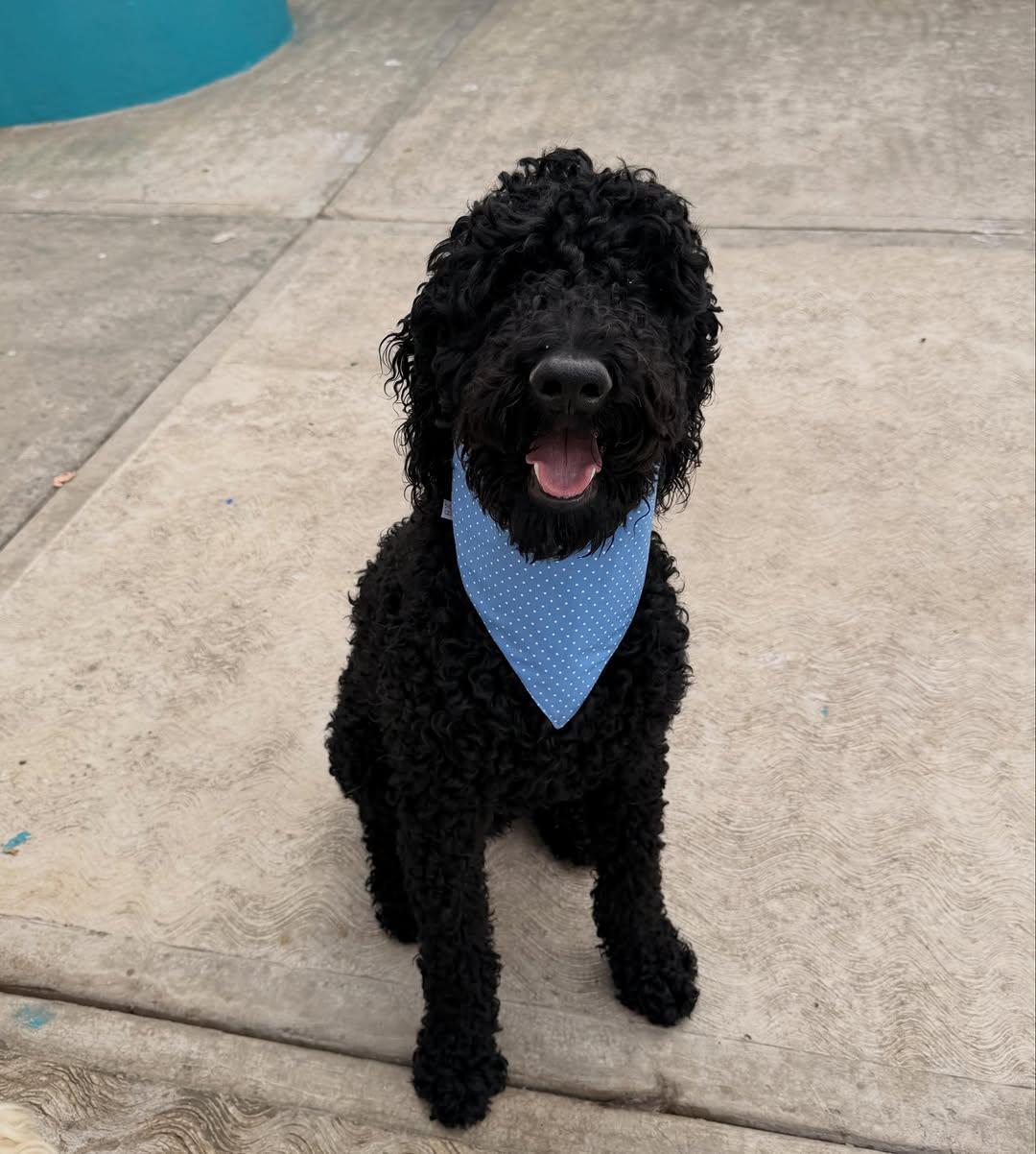 Coco, Brownie (5/14)