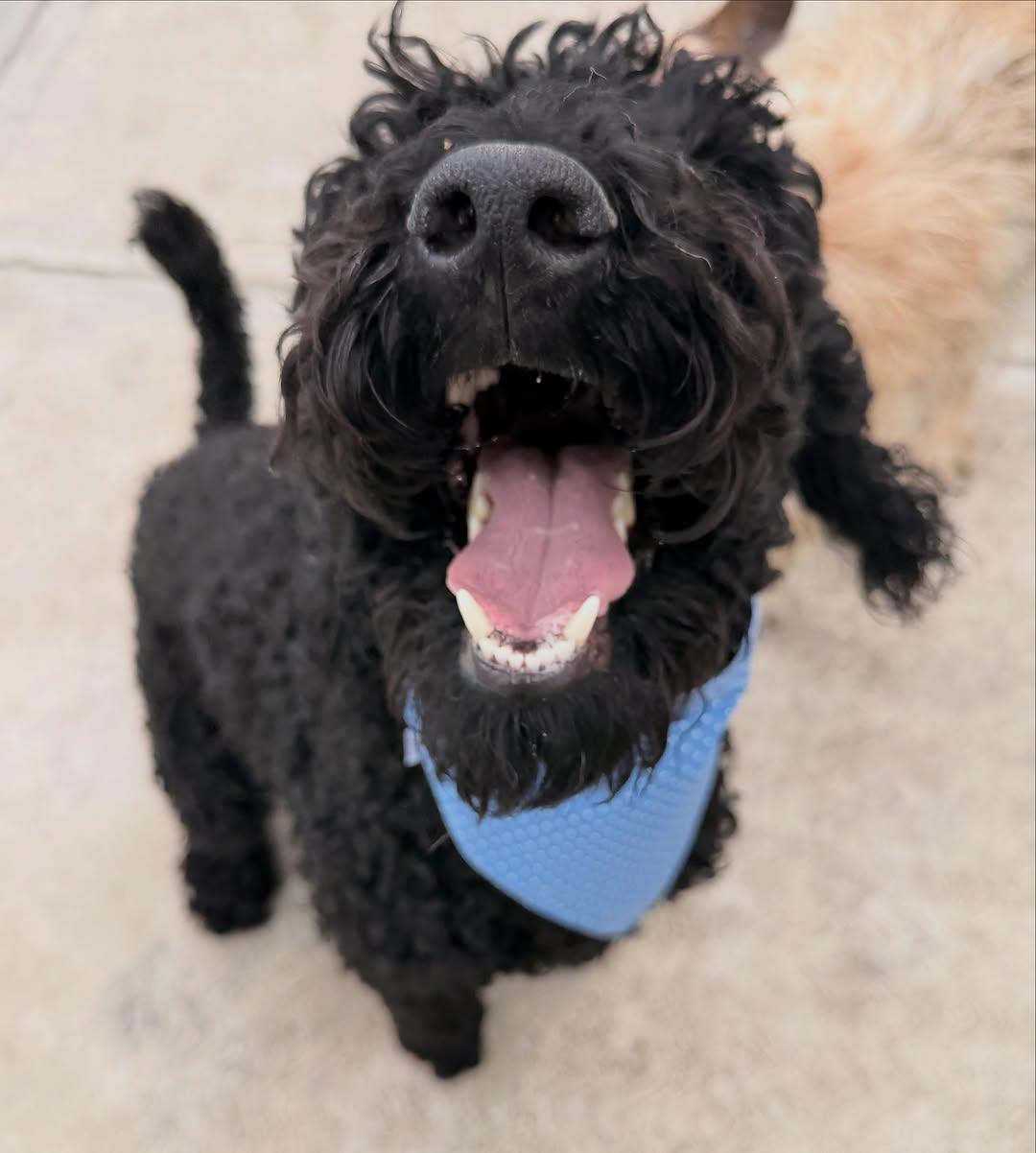 Coco, Brownie (6/14)