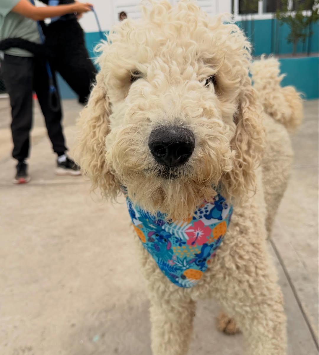 Coco, Brownie (7/14)