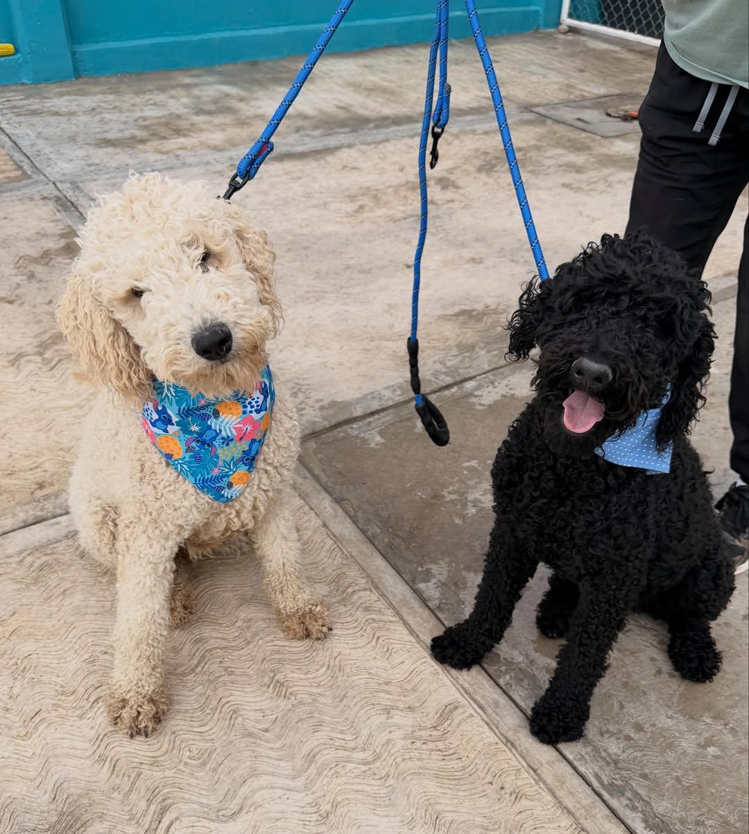 Coco, Brownie (8/14)