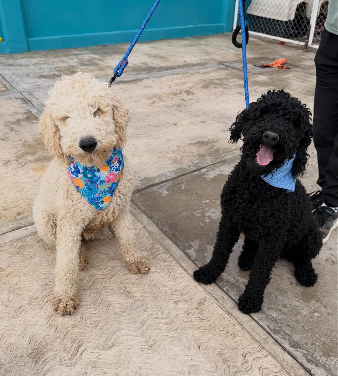 Coco, Brownie (9/14)