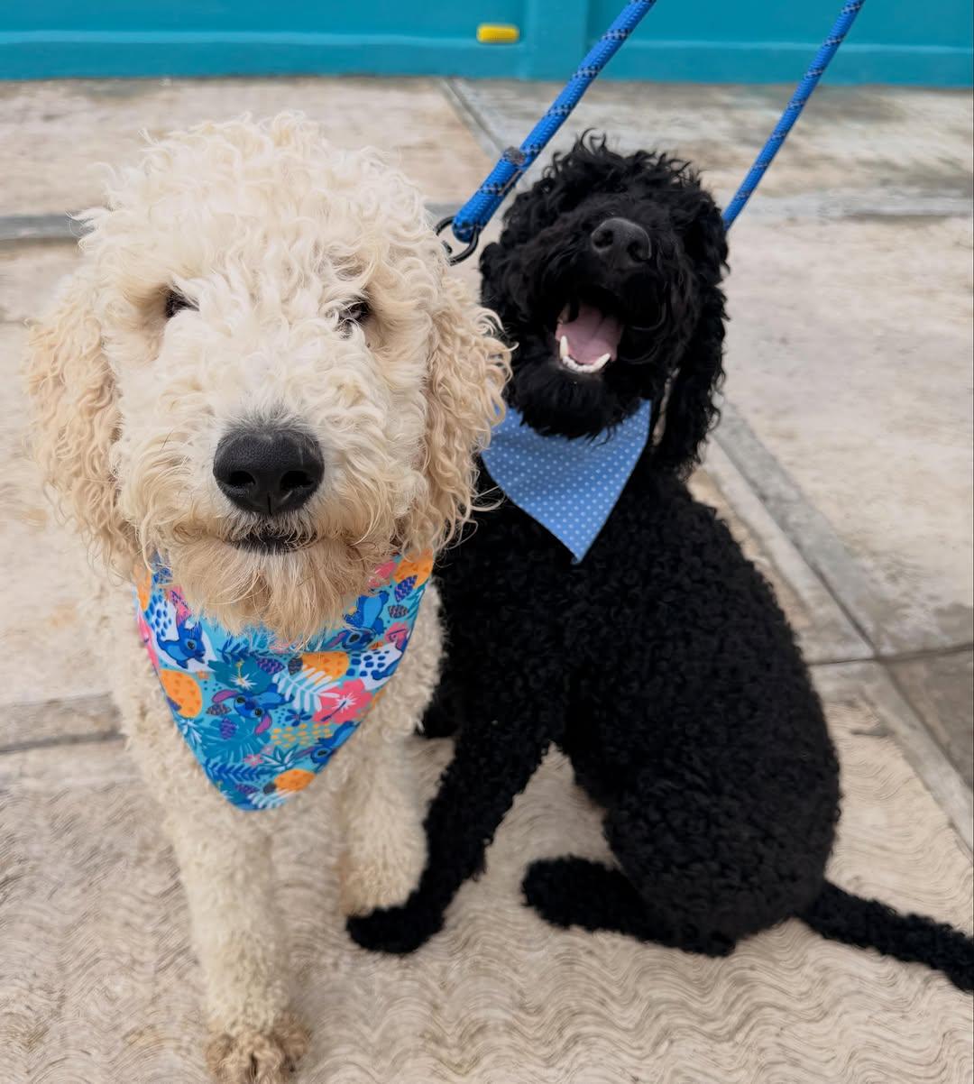 Coco, Brownie (10/14)