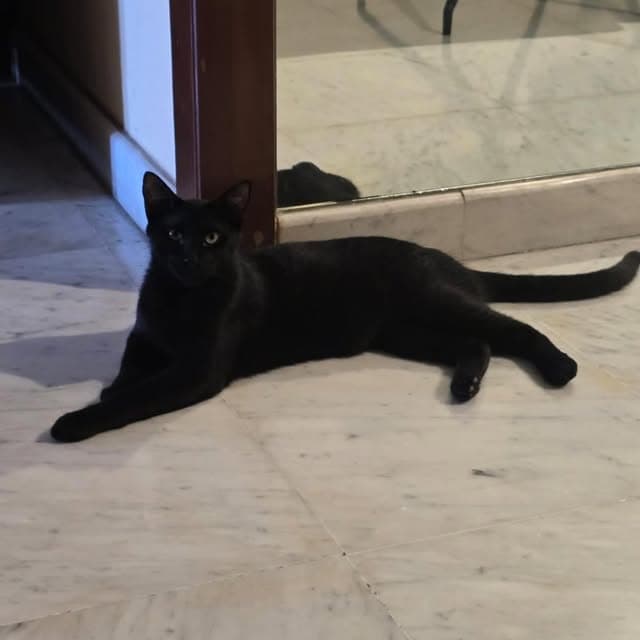 Dewey (2/3)