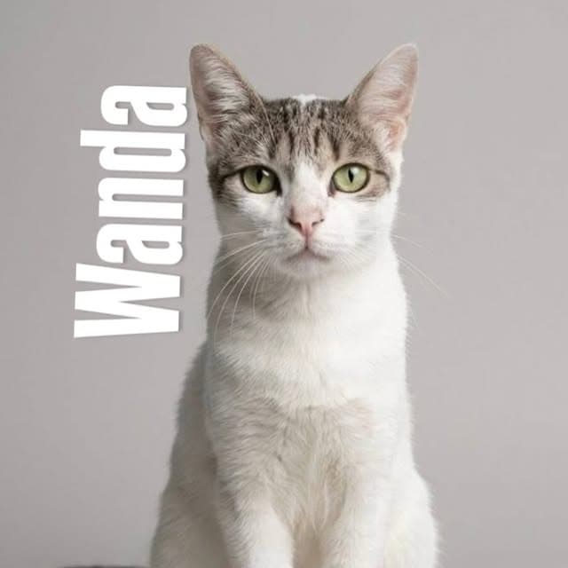 Wanda, Chimuelo (1/12)