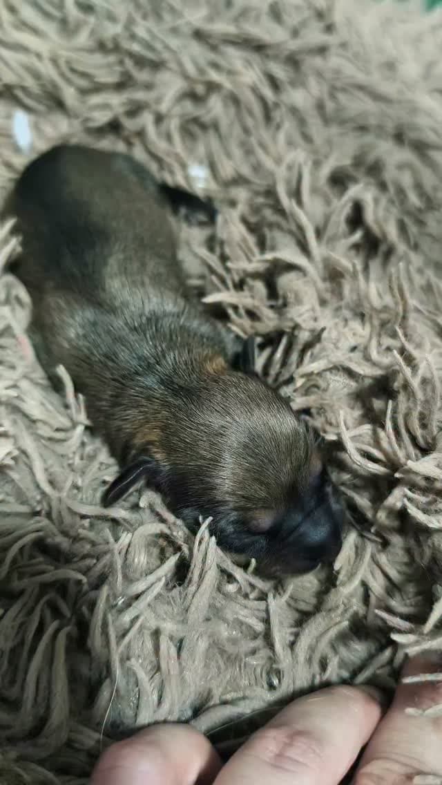 2 animalitos (1/11)