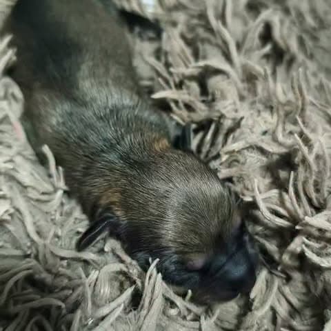 2 animalitos (8/11)