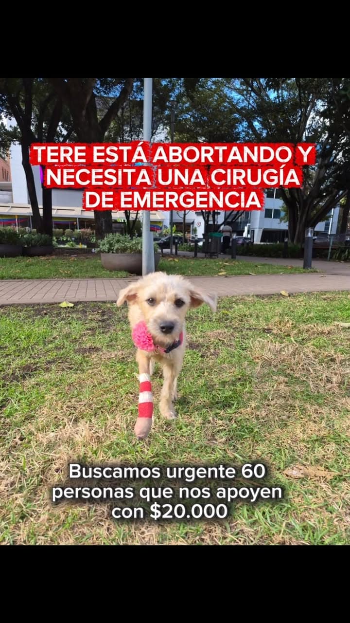 Tere (2/13)