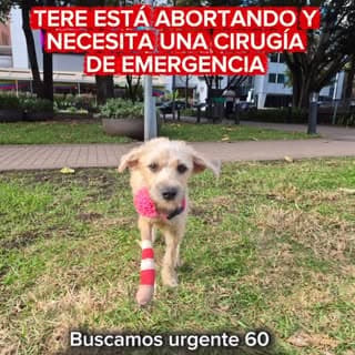 Tere (11/13)