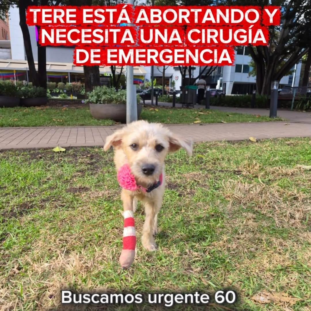 Tere (7/13)