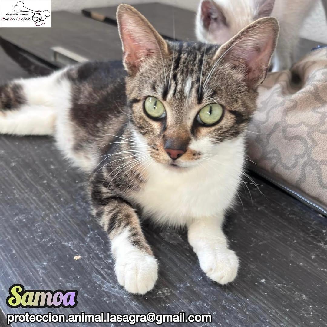 Samoa (1/6)