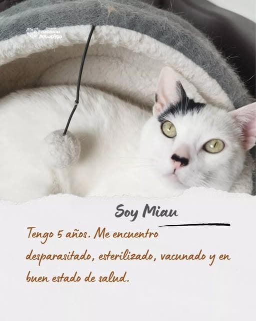 Negus (16/19)