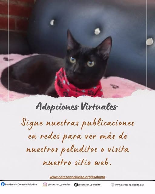 Negus (19/19)