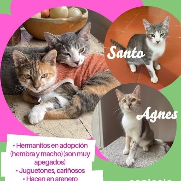 Santo, Agnes