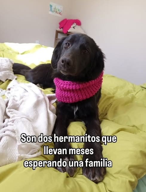 2 animalitos (3/6)