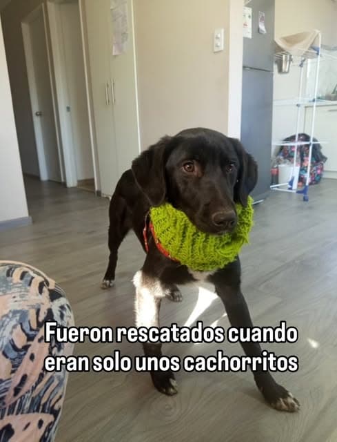 2 animalitos (4/6)