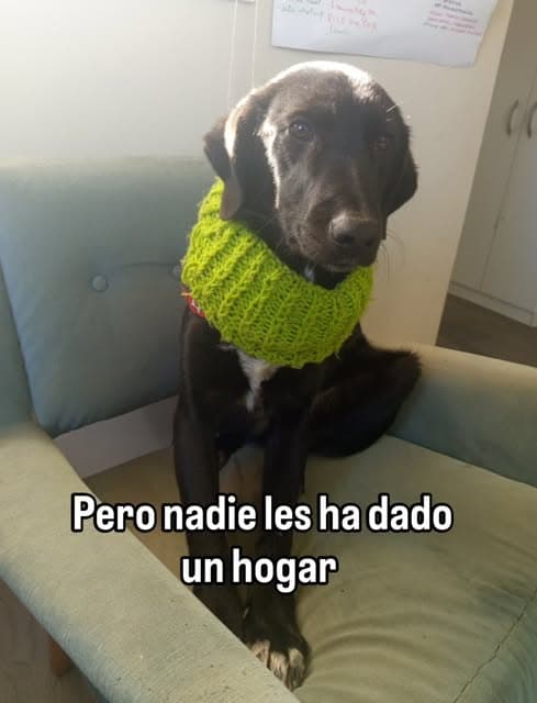 2 animalitos (5/6)