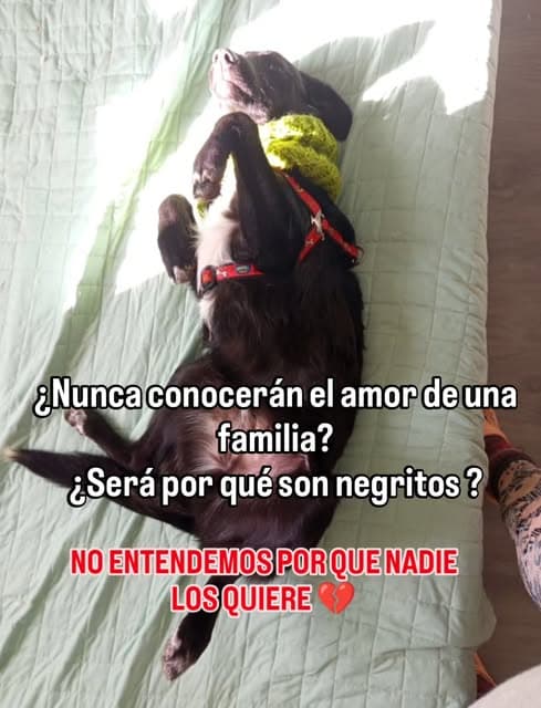 2 animalitos (6/6)