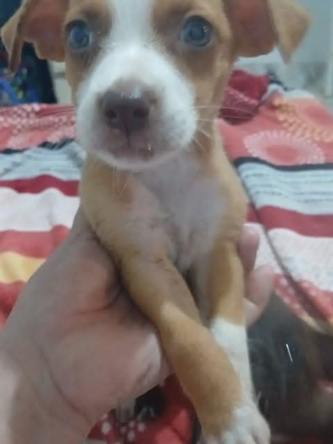 2 animalitos (1/2)