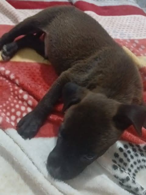 2 animalitos (2/2)
