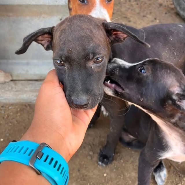 3 animalitos (1/6)