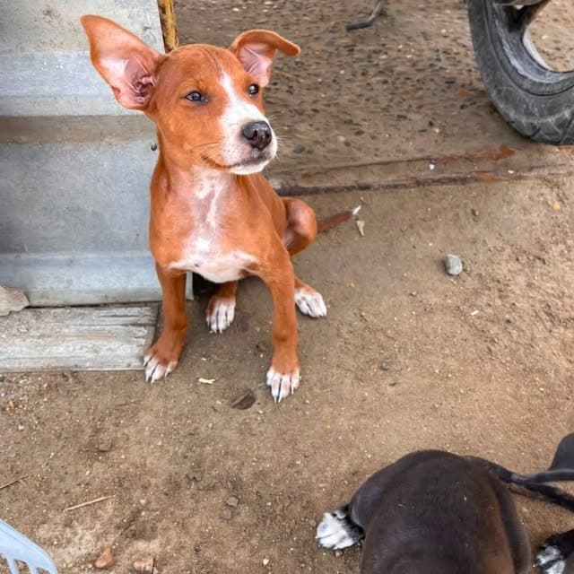 3 animalitos (2/6)