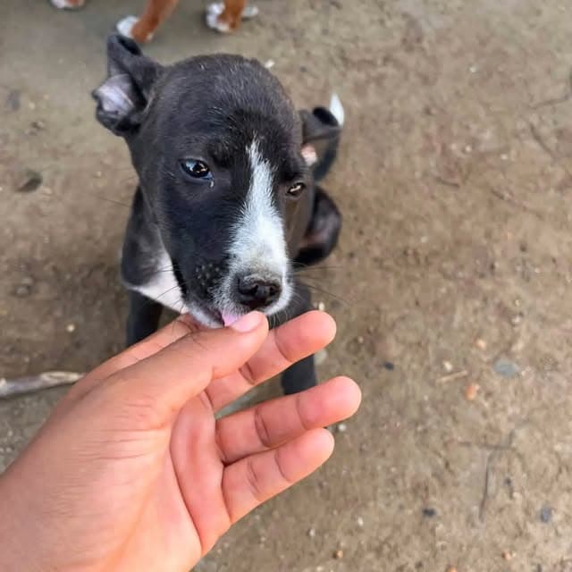 3 animalitos (6/6)