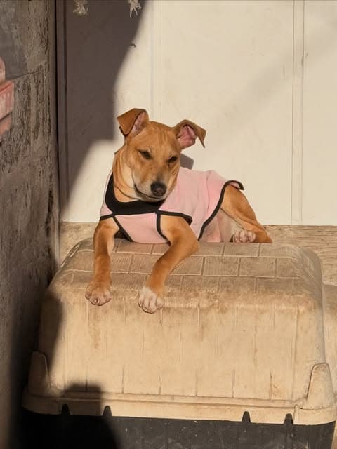 Eimy, Coco, Bruno +1 (8/13)