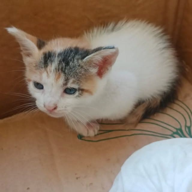 3 animalitos (1/3)
