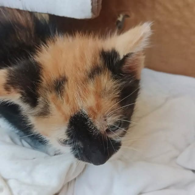 3 animalitos (2/3)