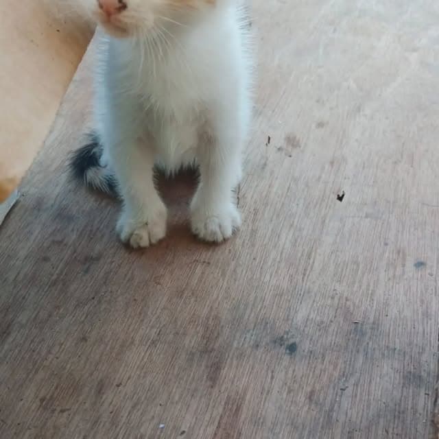 3 animalitos (3/3)