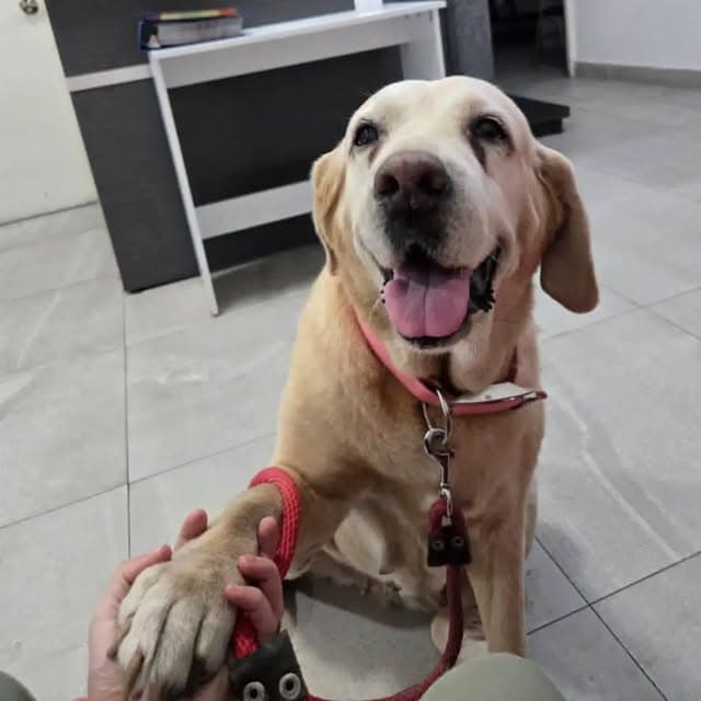 Nala (1/3)