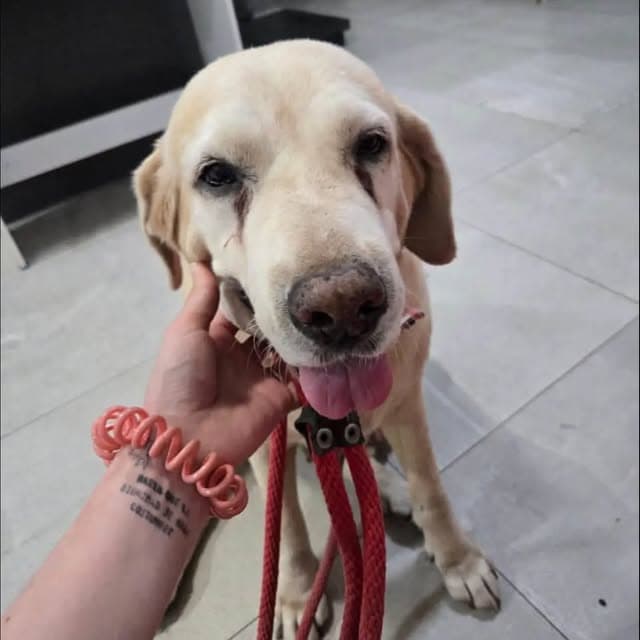 Nala (2/3)
