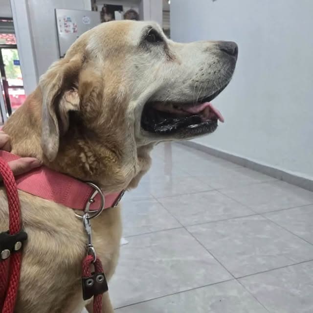 Nala (3/3)