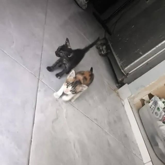 2 animalitos