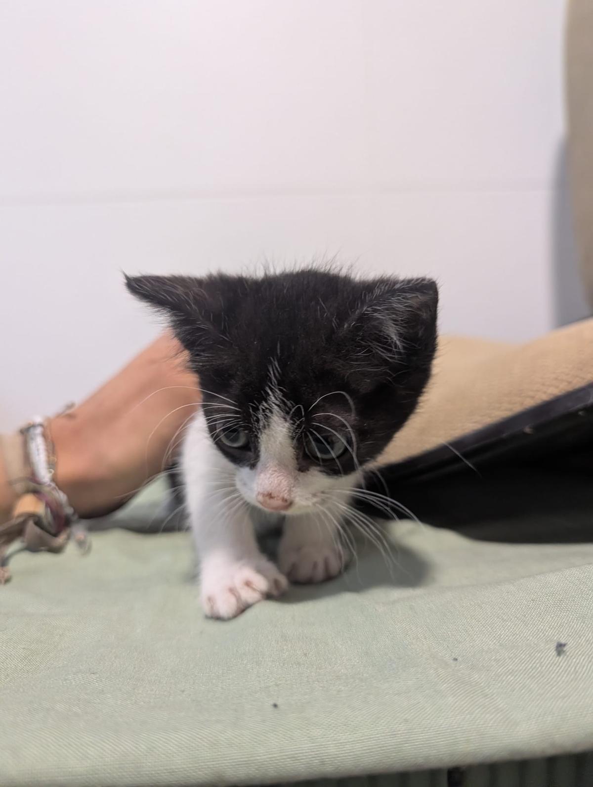2 animalitos (1/14)