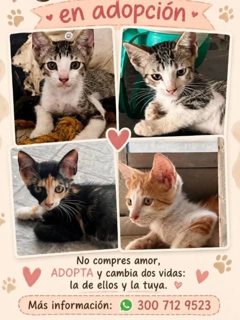 4 animalitos (1/2)
