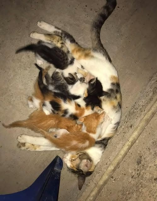 6 animalitos