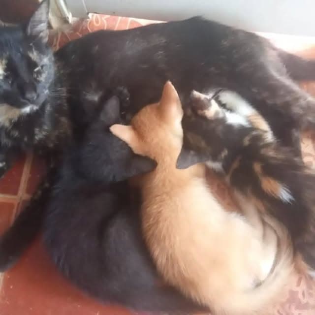 6 animalitos (2/3)