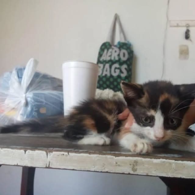 6 animalitos (3/3)