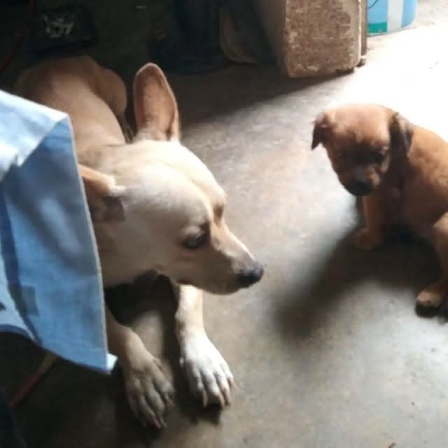 7 animalitos (2/3)