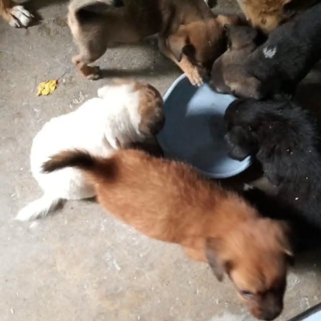 7 animalitos (3/3)