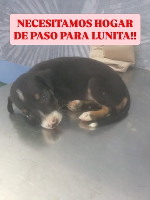 Lunita (1/2)