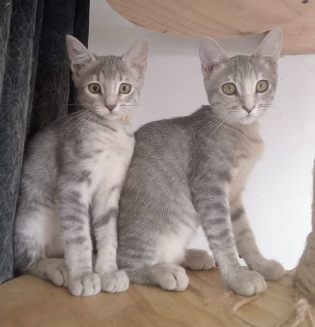 Sal, Pimienta