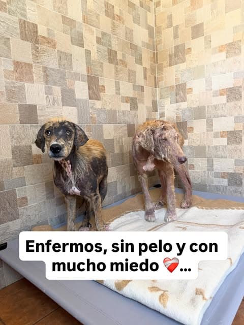Lucas, Lola (7/10)