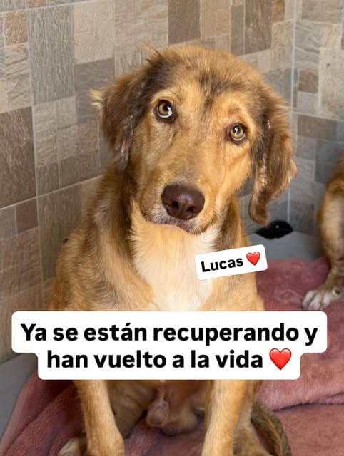 Lucas, Lola (9/10)