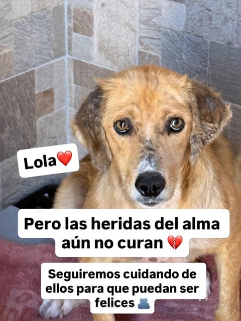 Lucas, Lola (10/10)