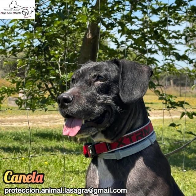Canela (11/11)
