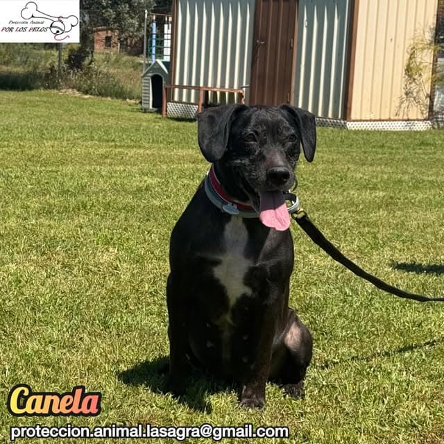 Canela (3/11)